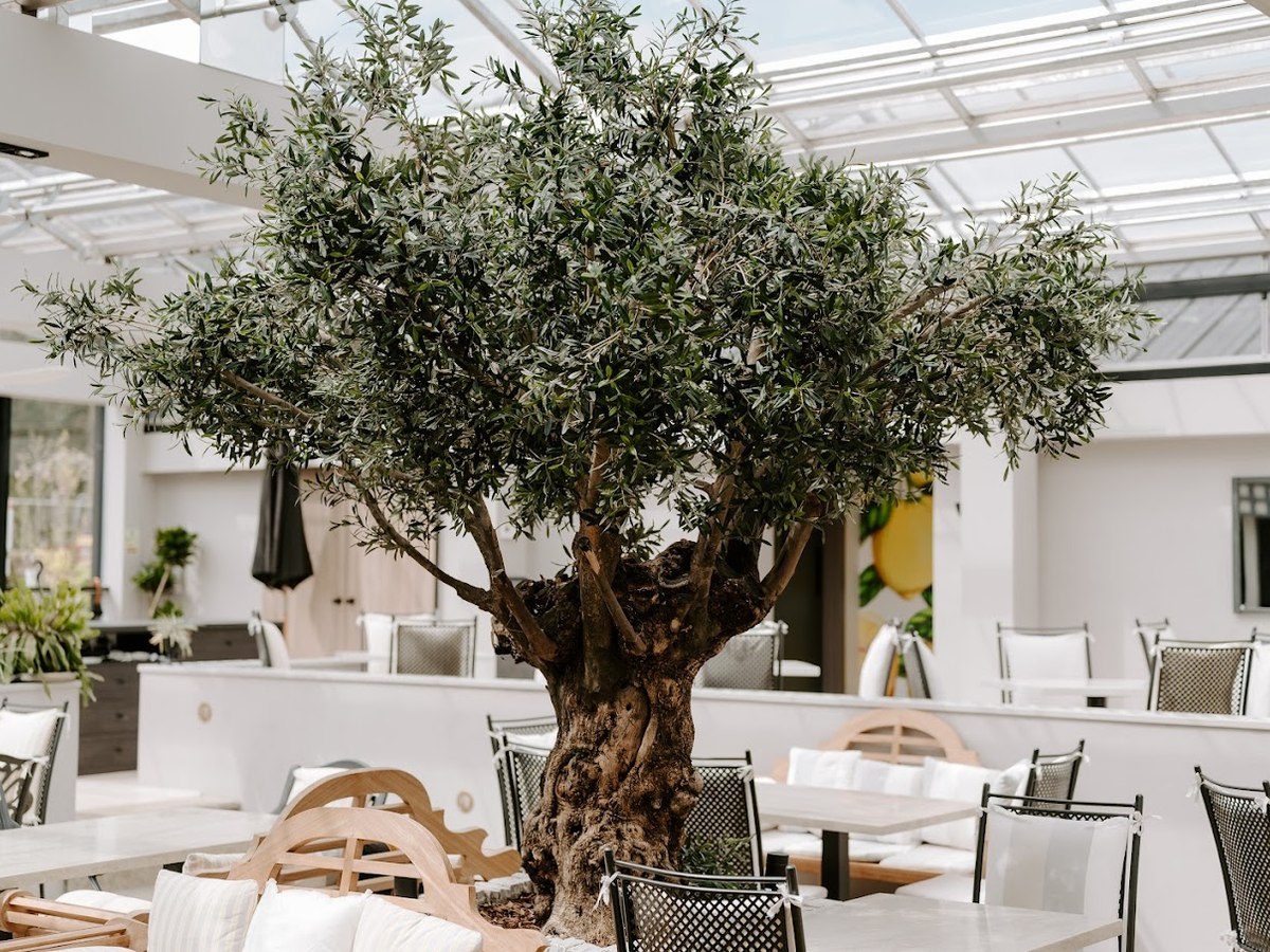 The mature olive tree beneath the glass roof in the dining room at The Glasshouse, Windlesham